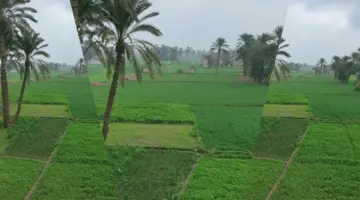 أجواء حارة نهاراً وأمطار على السواحل.. الأرصاد تكشف تفاصيل طقس السبت